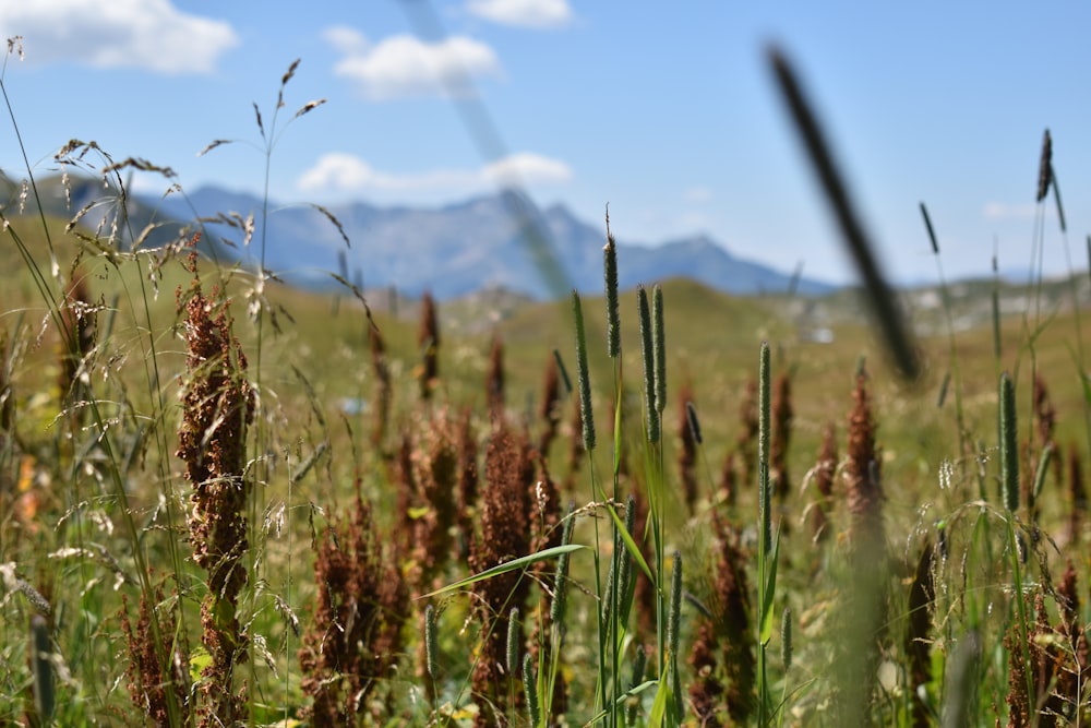 a field of wheat