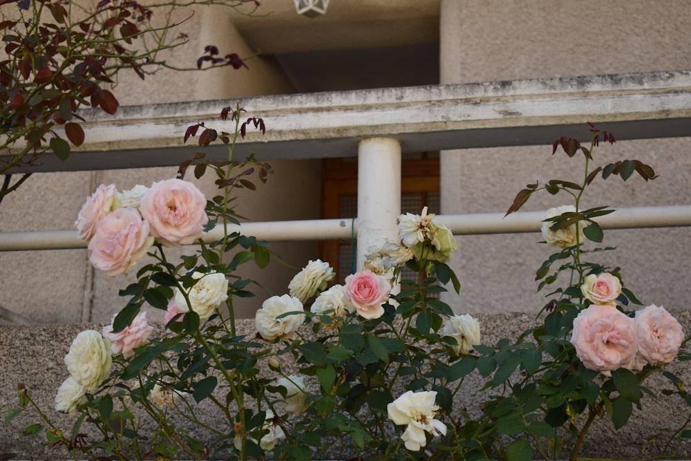 a white picket fence with pink flowers