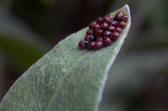 A group of small reddish-brown insects are clustered together at the tip of a single green, slightly fuzzy leaf. The background is out of focus, providing clear emphasis on the leaf and insects.