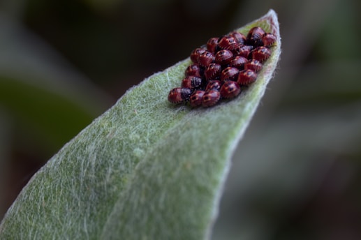 A group of small reddish-brown insects are clustered together at the tip of a single green, slightly fuzzy leaf. The background is out of focus, providing clear emphasis on the leaf and insects.