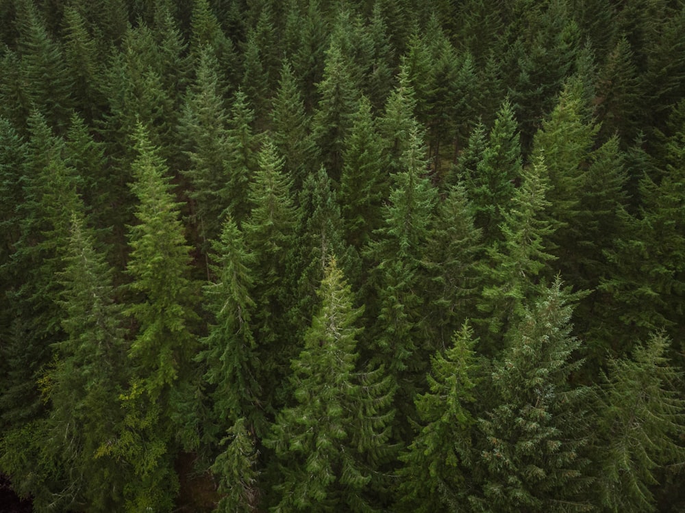 a large group of trees