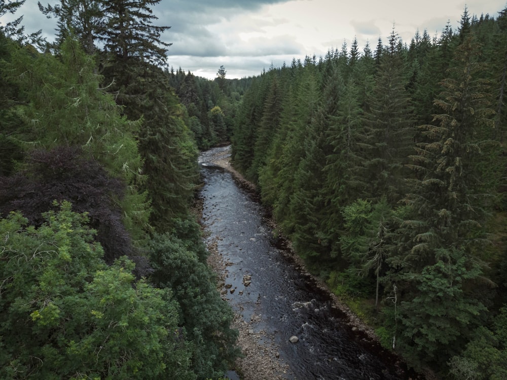 a river running through a forest