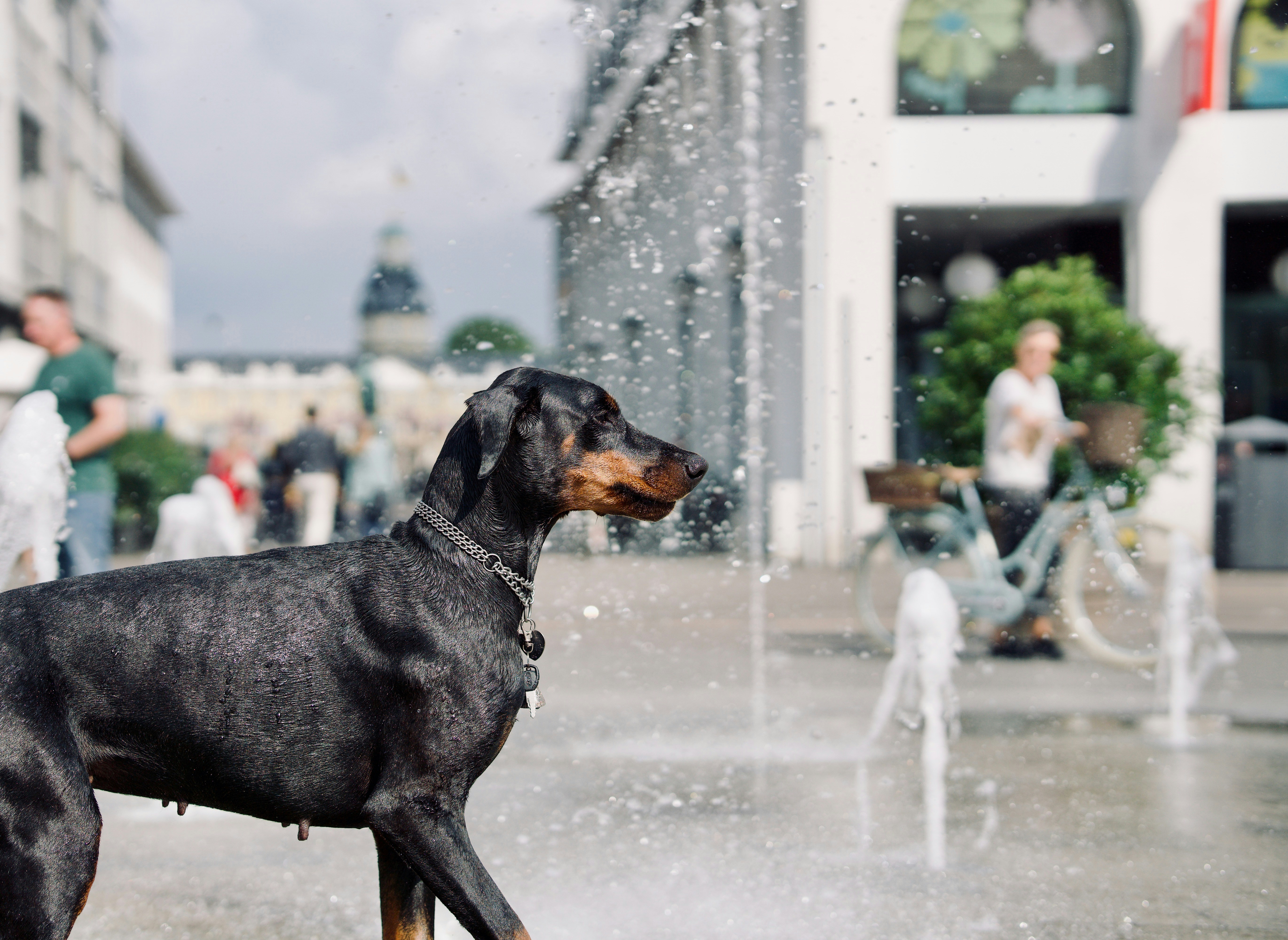 Por Qué el Entrenamiento Fácil es la Mejor Opción para Dueños de Perros