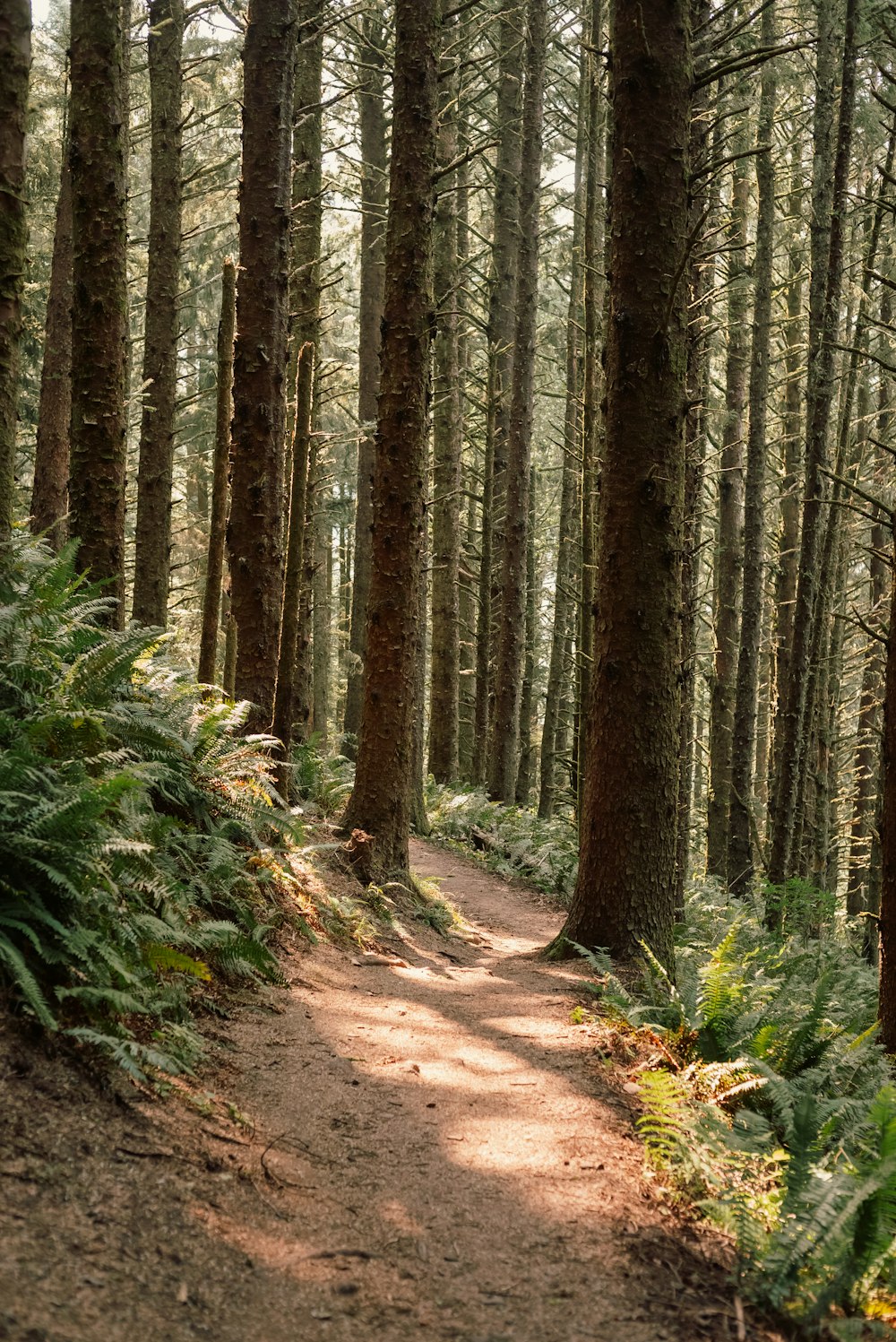 a dirt path through a forest