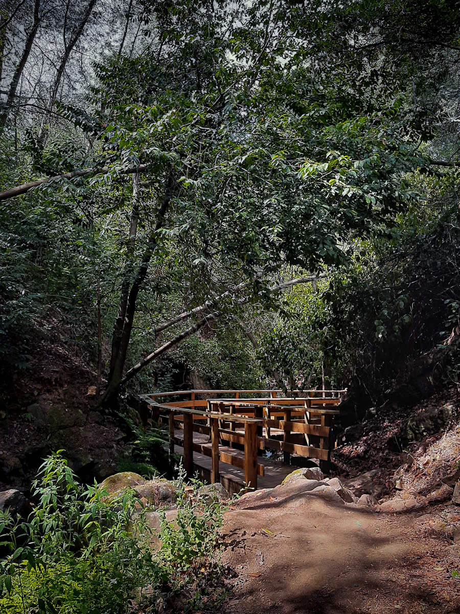A small wooden bridge over a creek in a lush forest