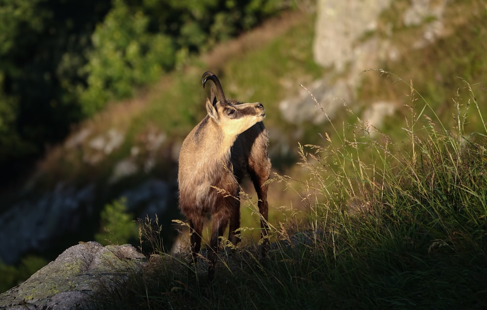 un petit animal debout sur un rocher