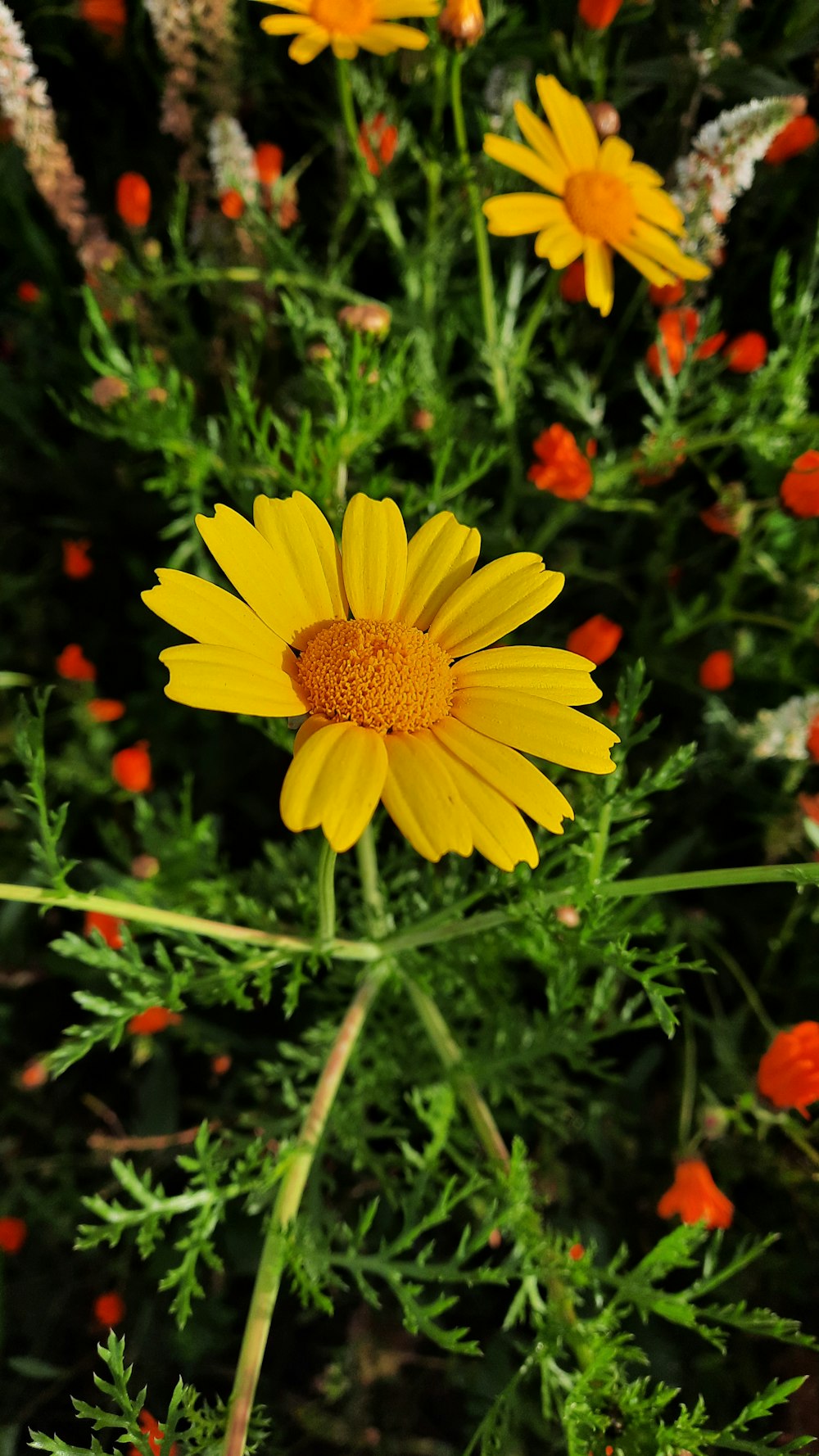 a yellow flower in a field of flowers