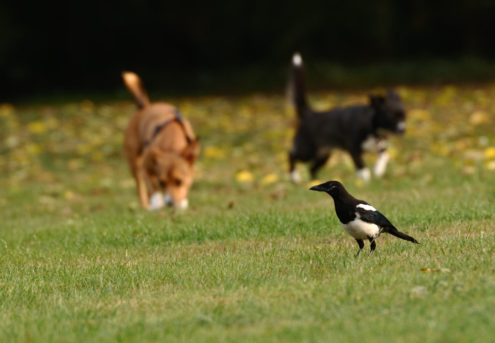 a dog chasing a bird