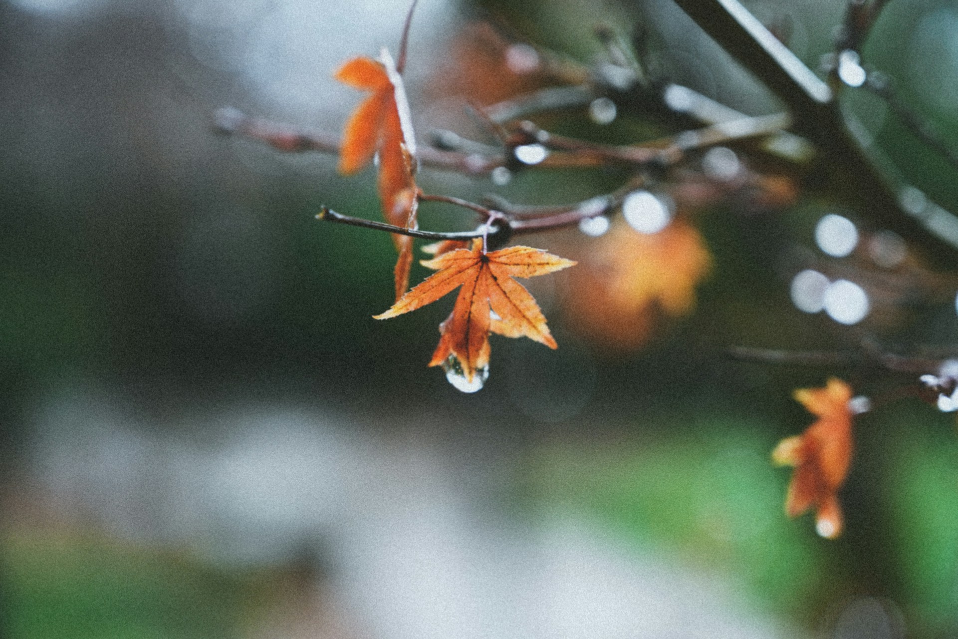 a close up of a leaf