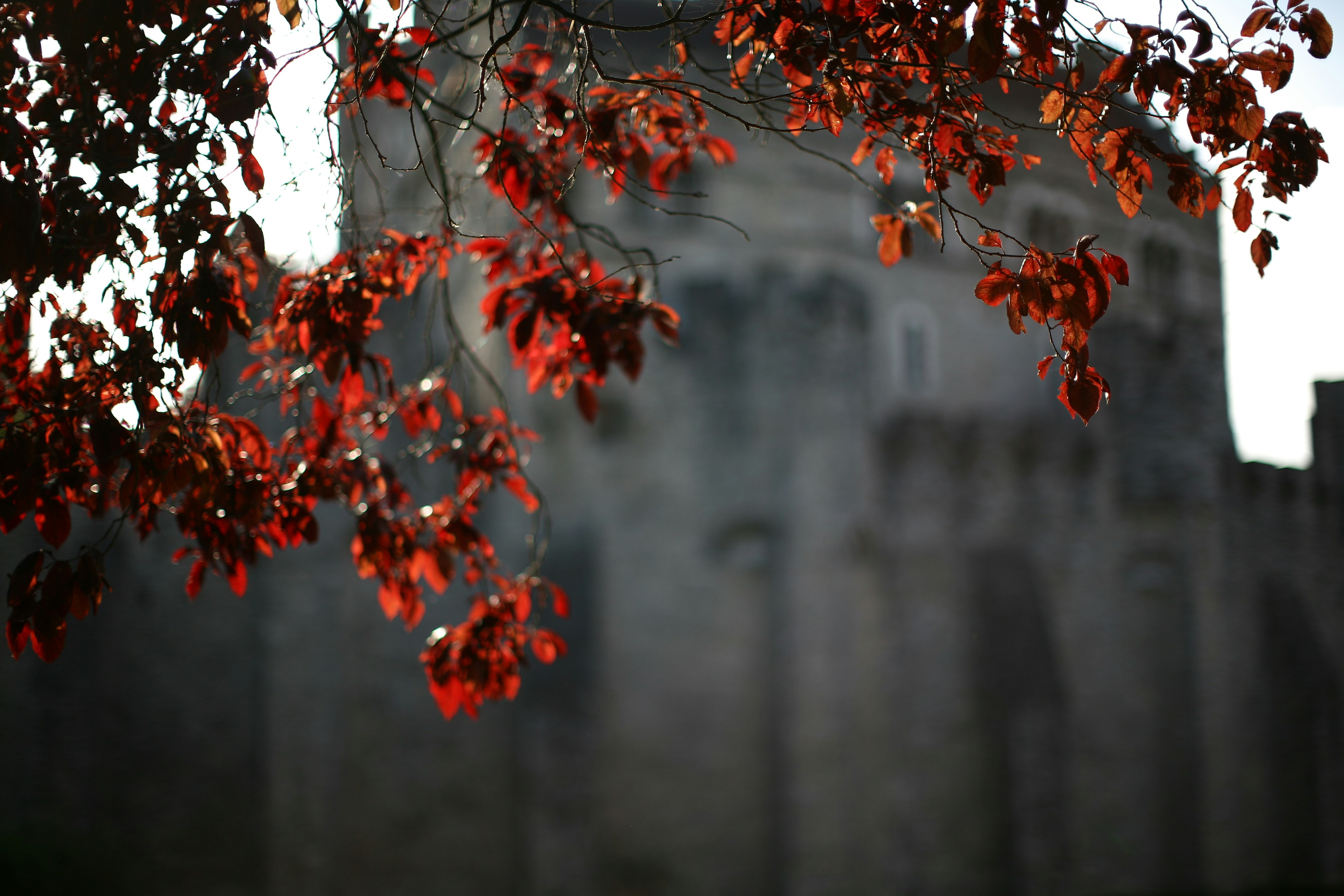 Gravensteen Castle photo 2