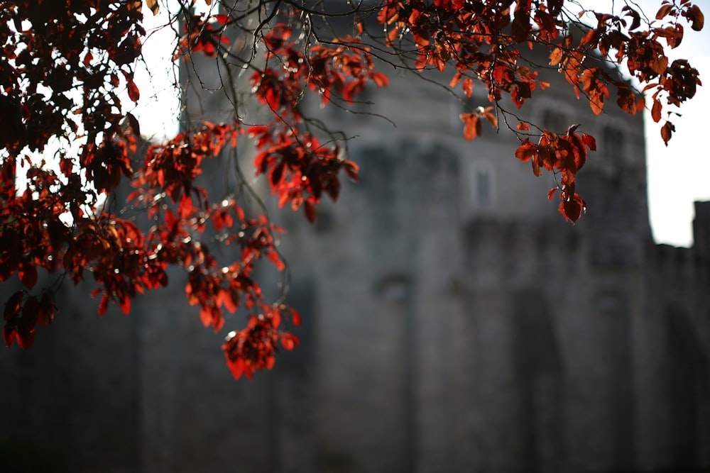 a tree with red leaves