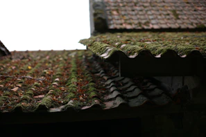 Before and after photo of a moss-covered roof cleaned using Algimouss products.