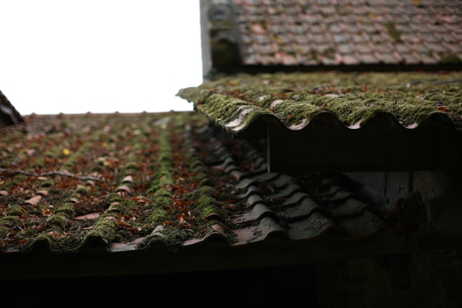 Before and after of a moss-covered roof cleaned with low-pressure technique