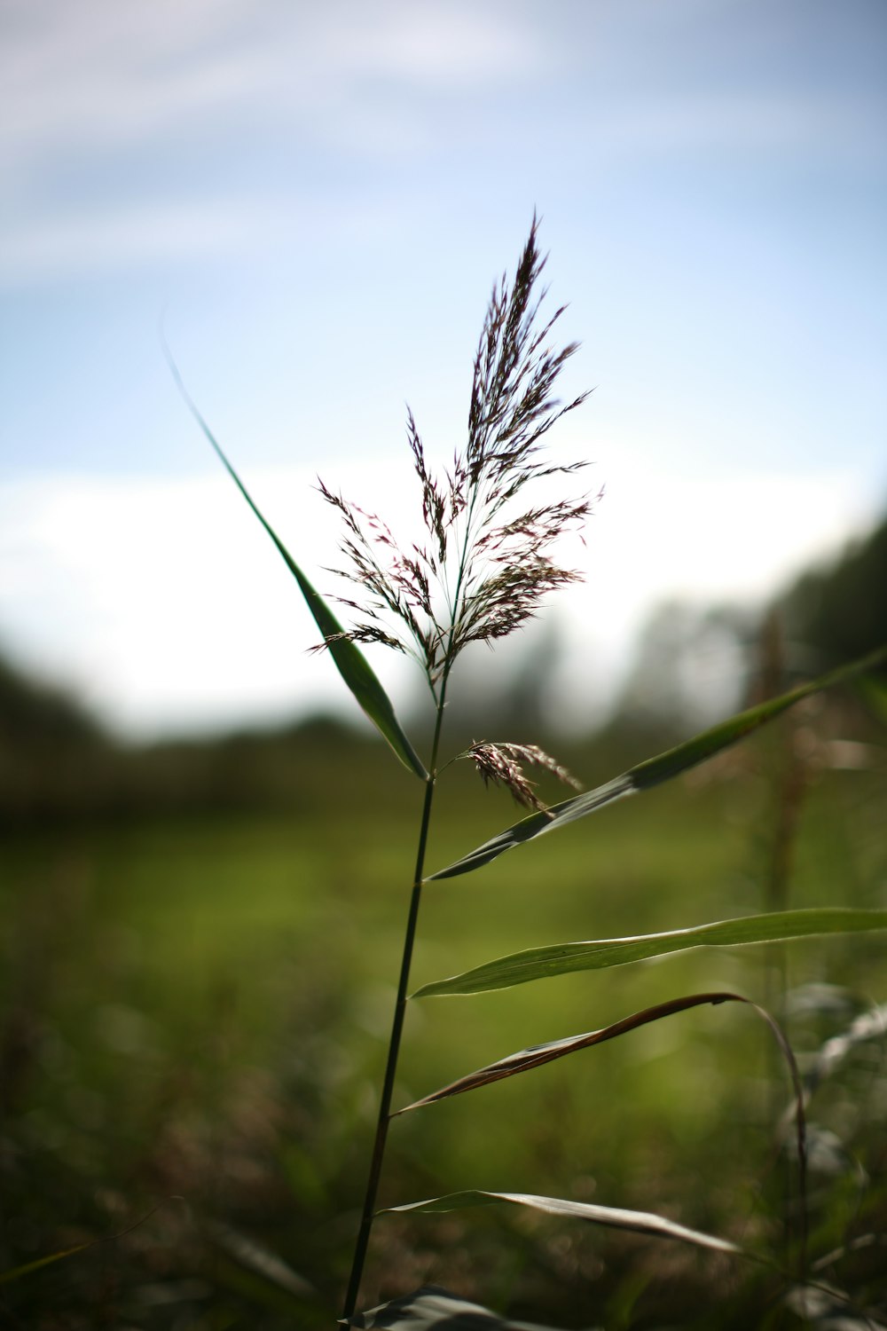 a close up of a plant