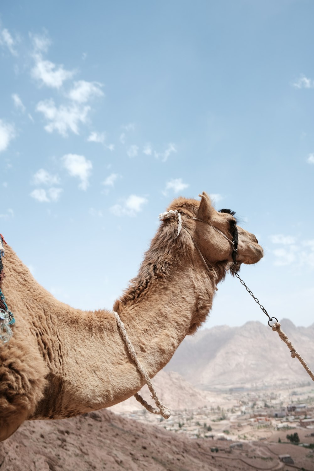 a camel on a dirt road