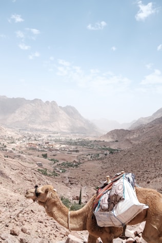 a camel with bags on its back