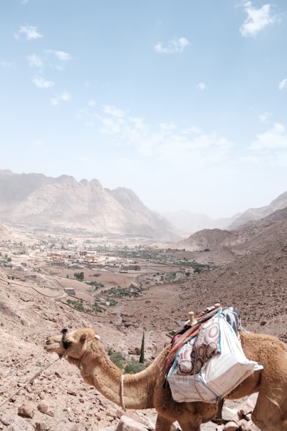 a camel with bags on its back