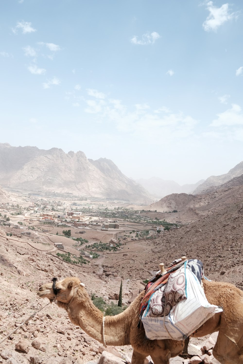 a camel with bags on its back