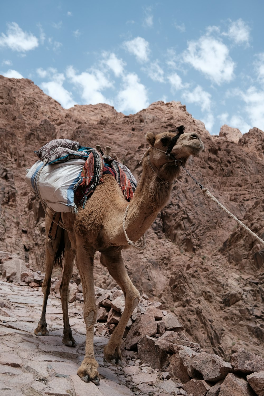 a camel with a saddle on its back