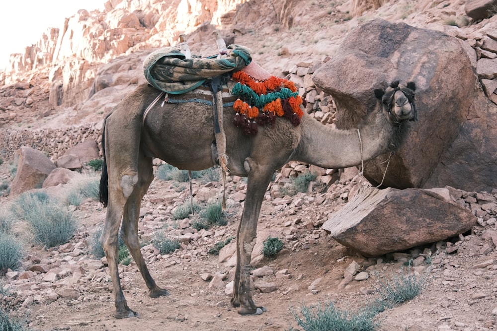 a camel with a saddle on its back