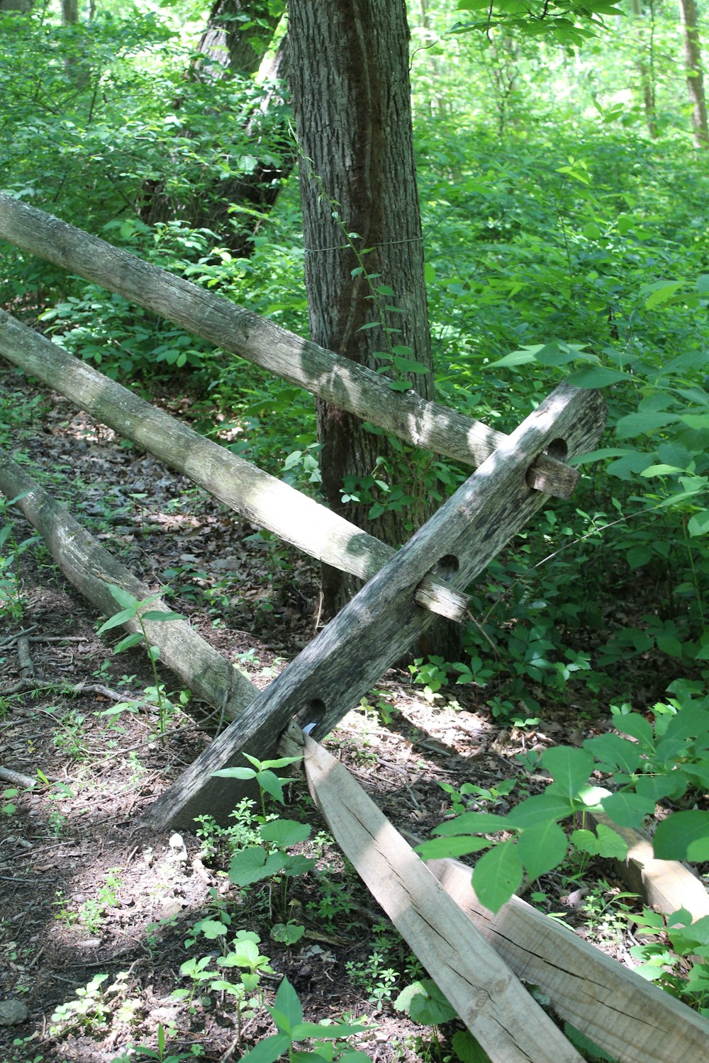 a tree trunk with a wooden fence