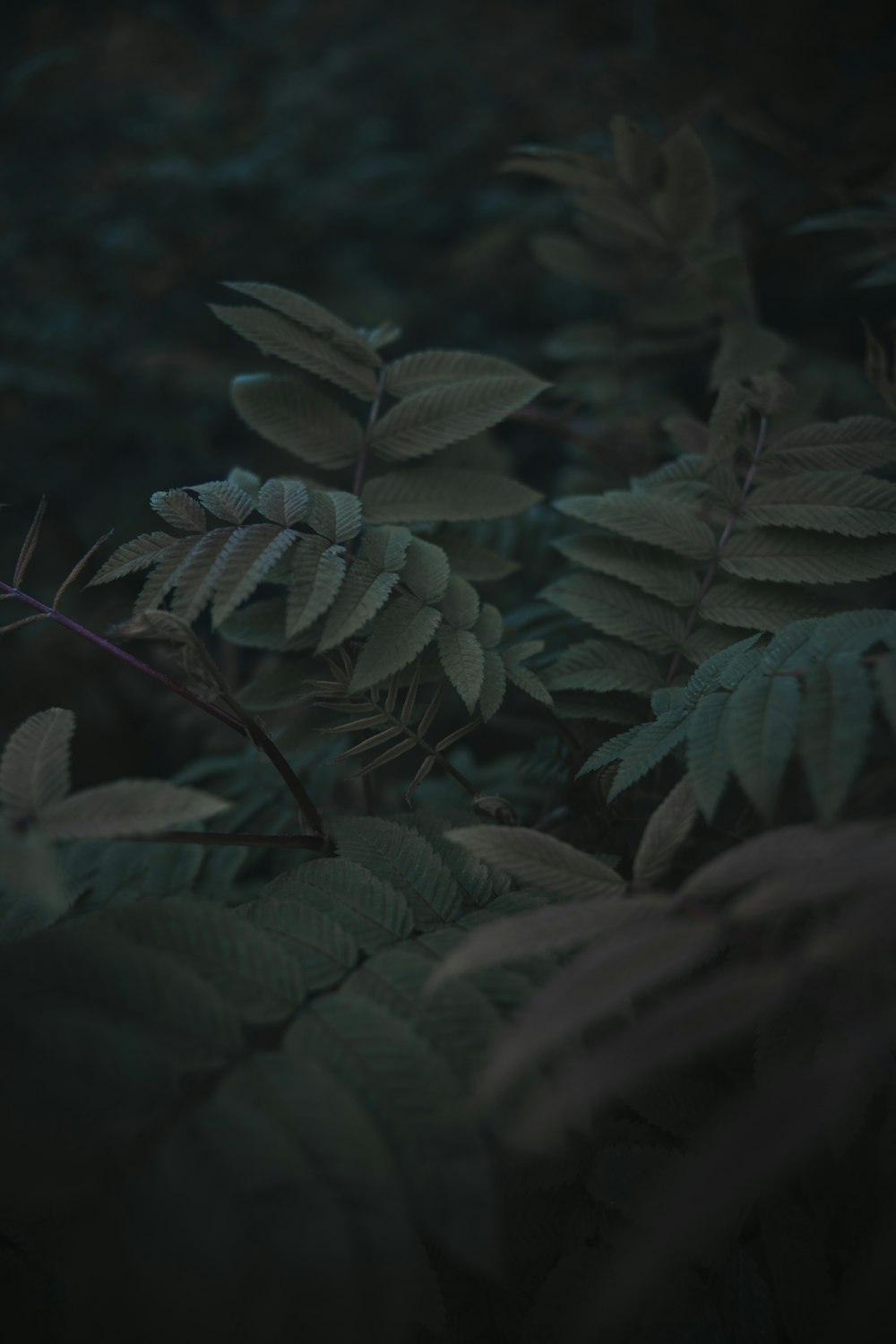 a close-up of some leaves