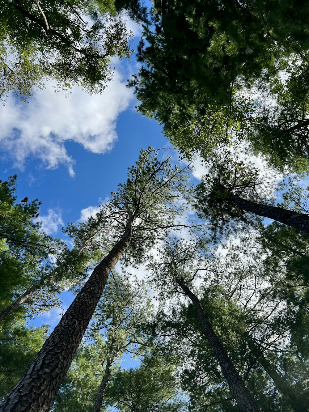 looking up at trees and blue sky