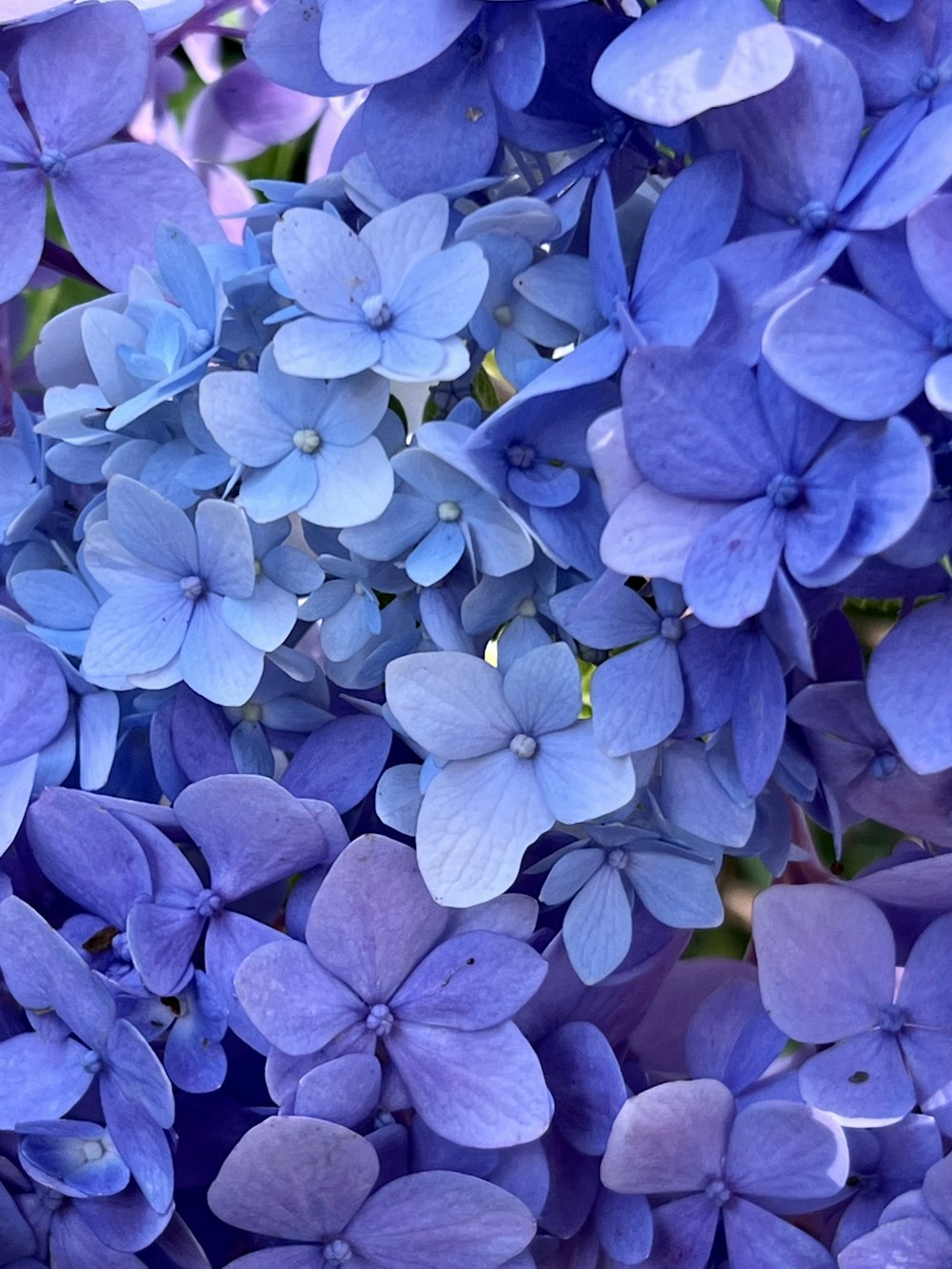 a group of blue flowers