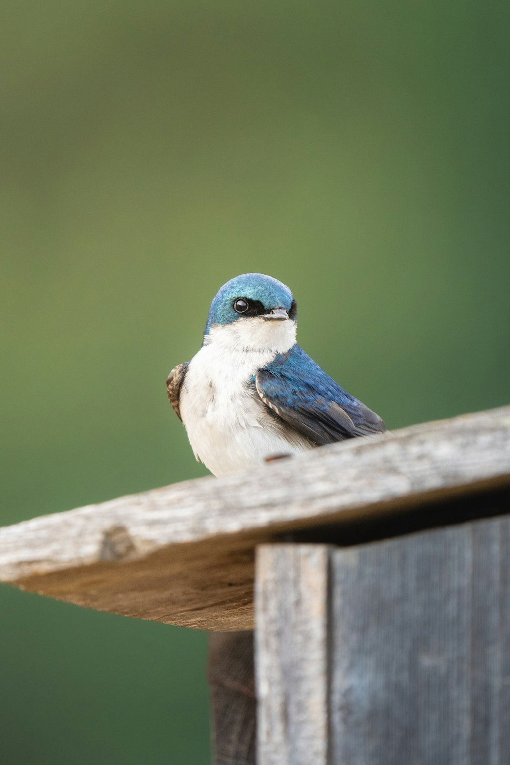 a bird sitting on a wood fence