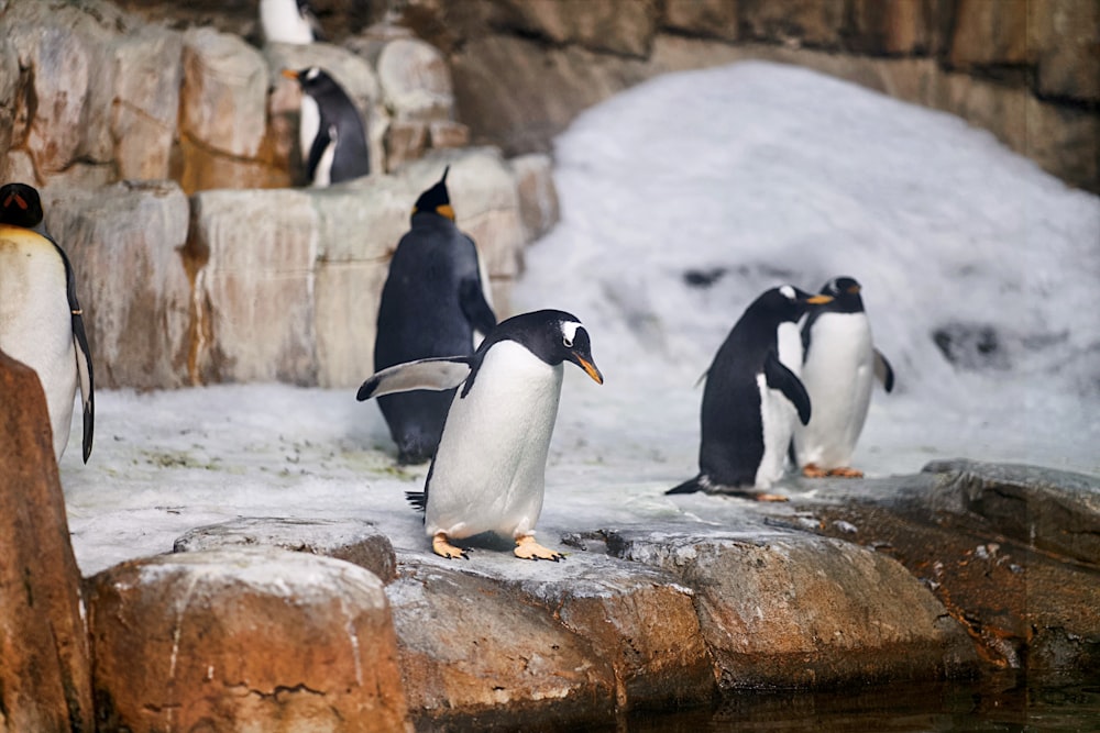 a group of penguins standing on rocks