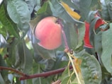 A ripe peach hanging on a tree surrounded by lush green leaves. The fruit is softly pink with a hint of orange, contrasting with the deep green foliage. Saturated and detailed textures of the leaves and the soft, fuzzy surface of the peach are visible.