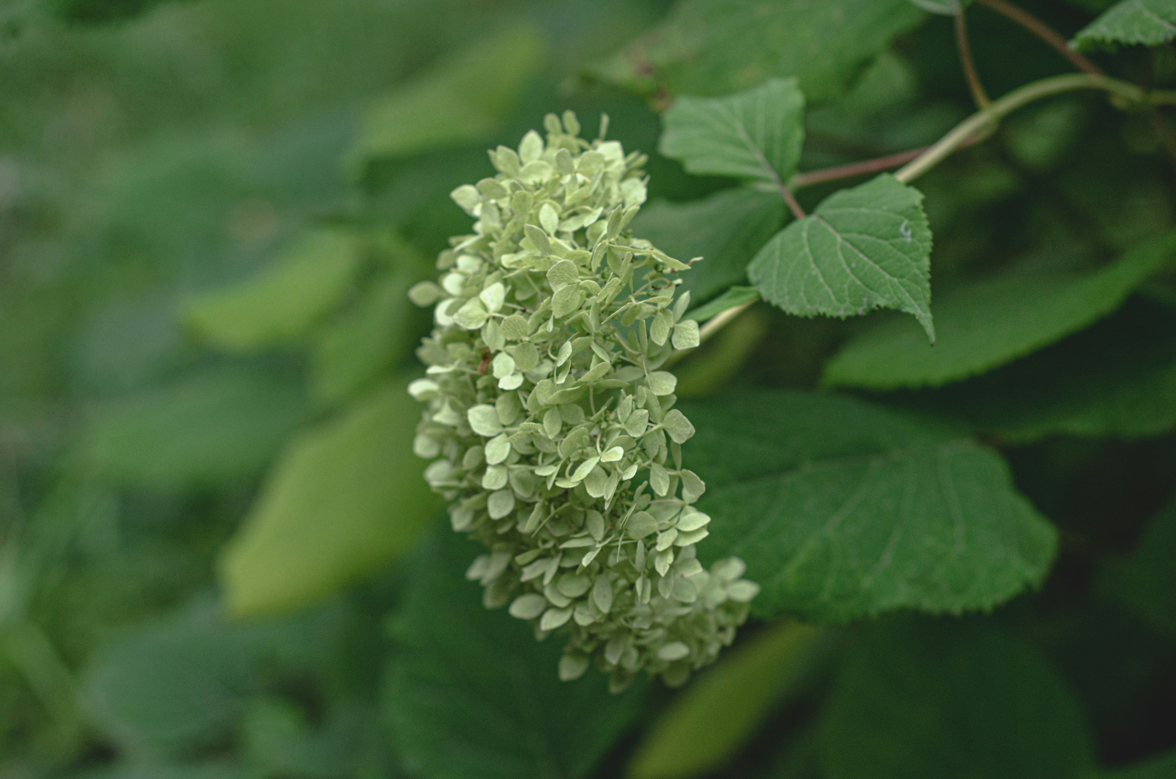 Photo by indi_grunge