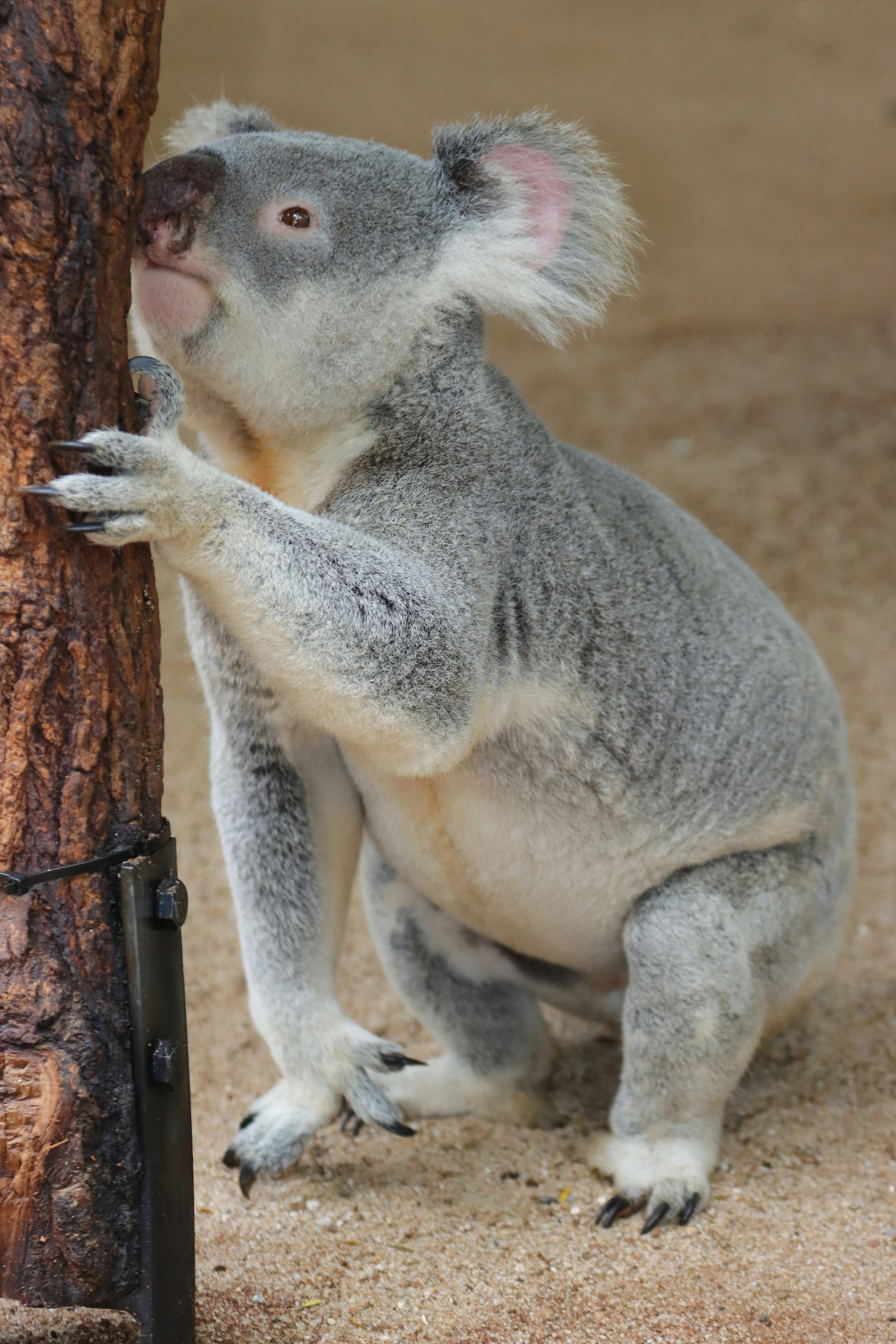 a baby koala bear climbing a tree