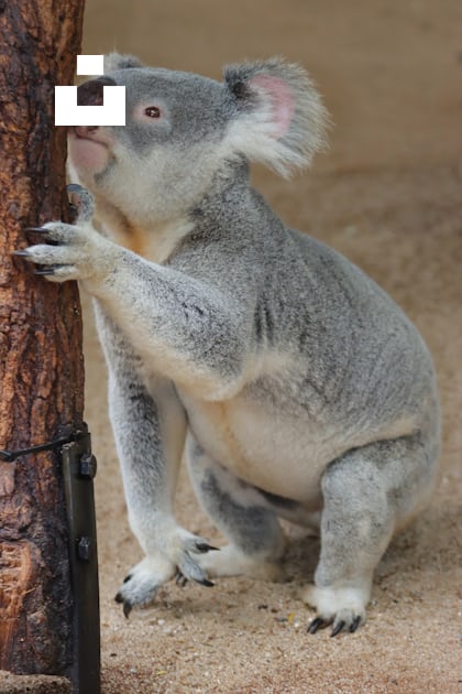 100+ Koala Pictures  Download Free Images on Unsplash