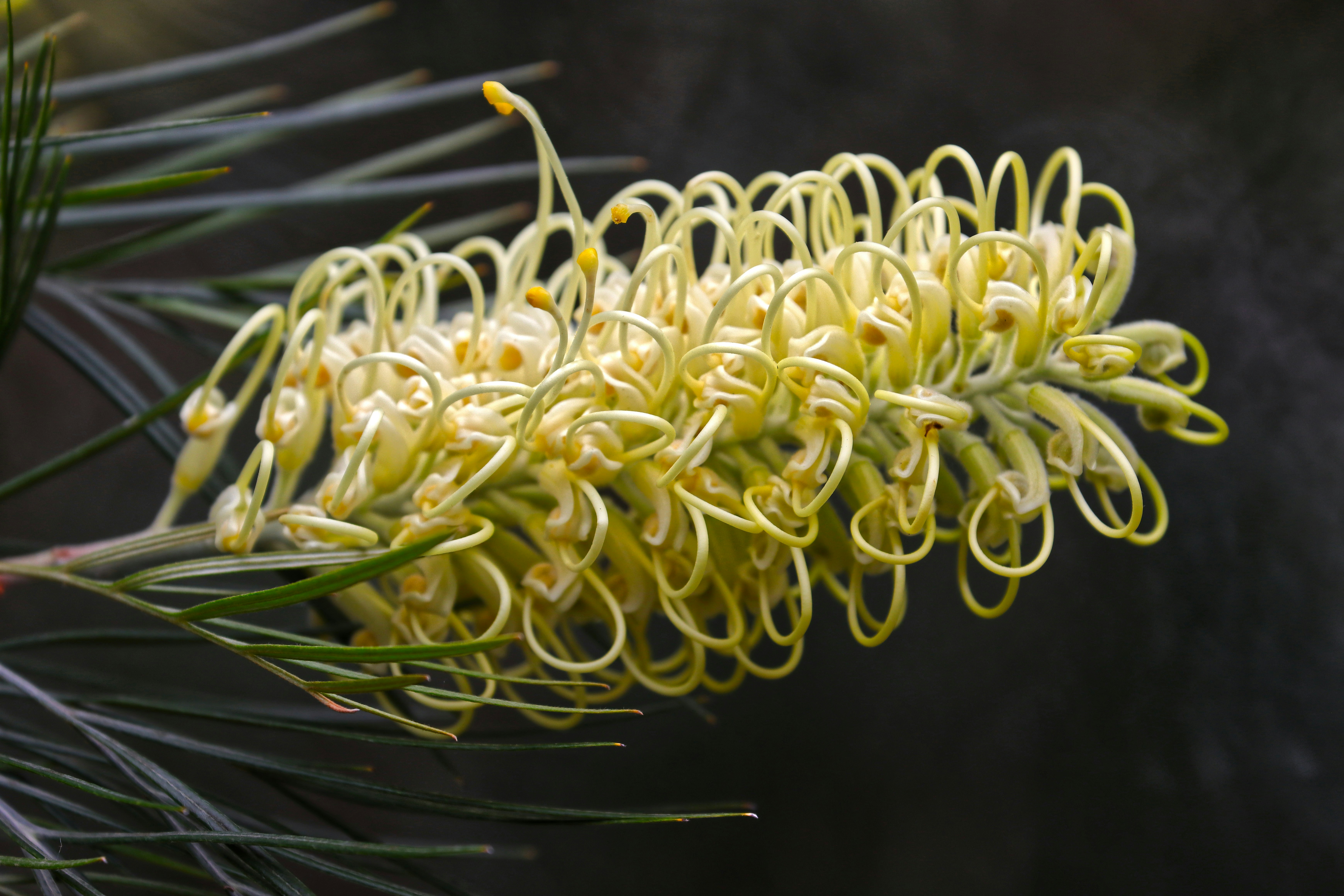a close up of a plant
