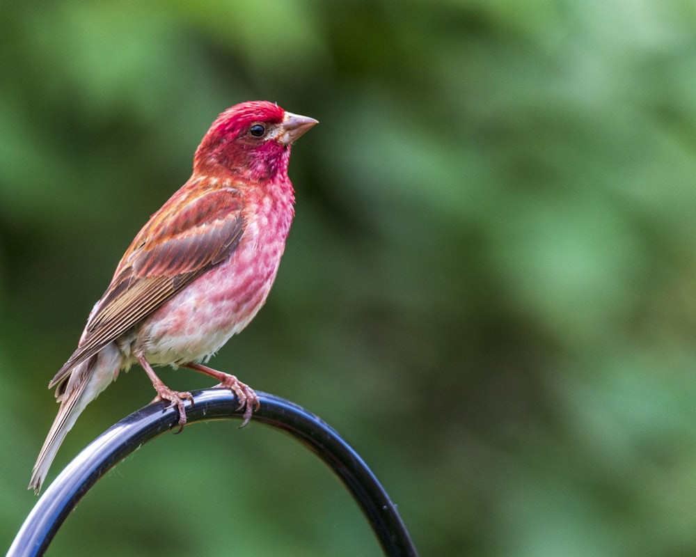 a bird sitting on a metal bar