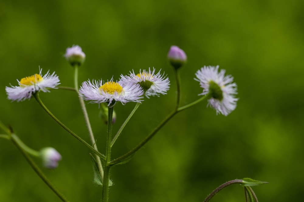 a group of flowers