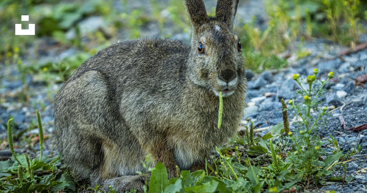A rabbit in the grass photo – Free Northern ontario Image on Unsplash