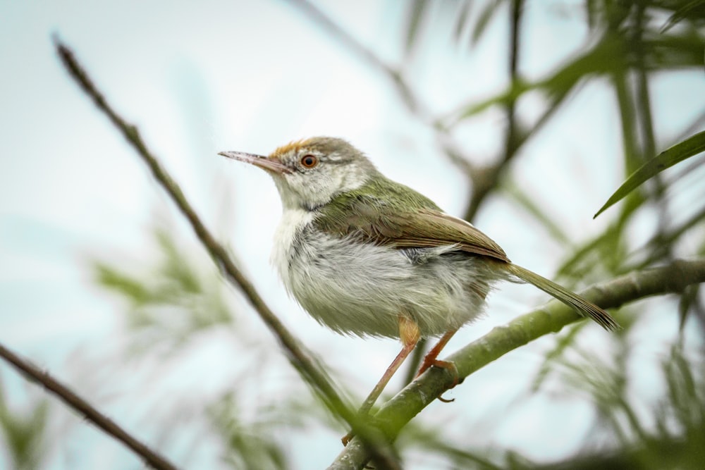 a bird perched on a branch