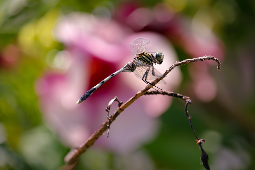 a bug on a branch