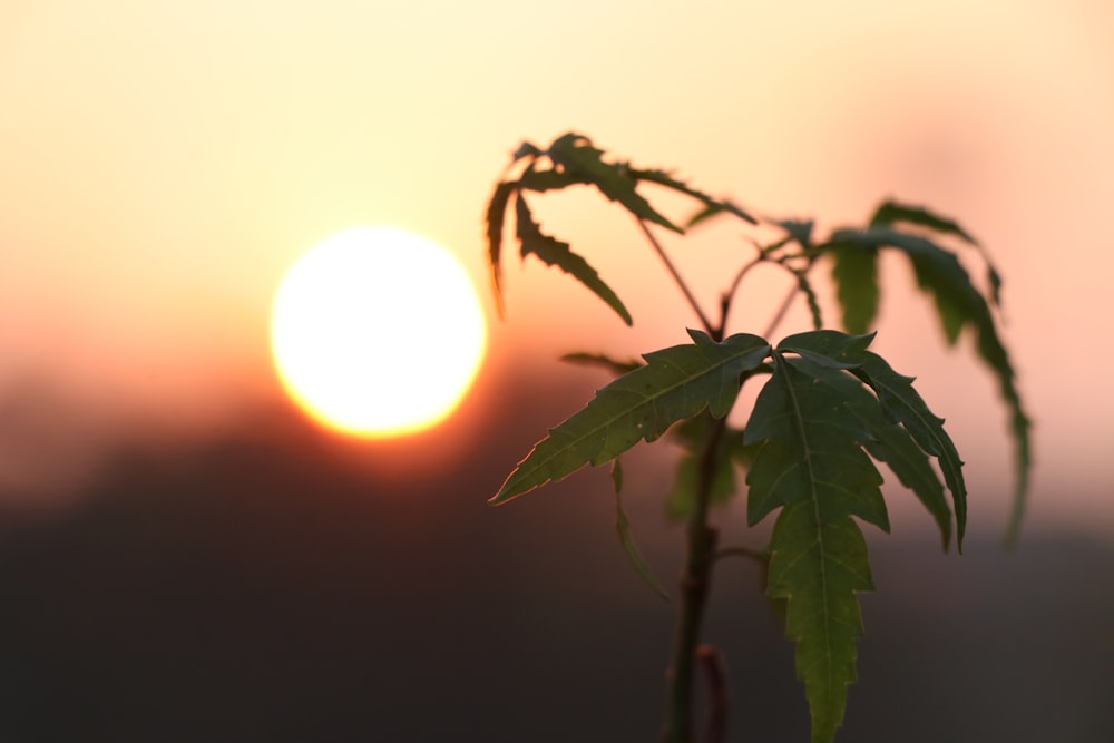 a plant with the sun in the background