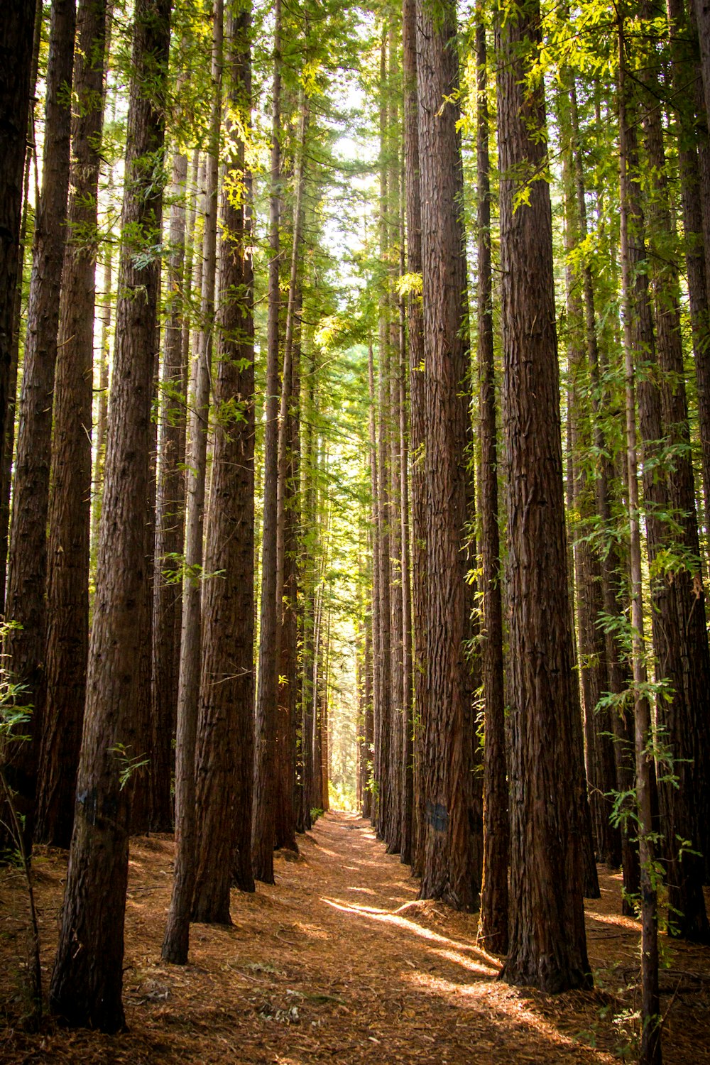 Un chemin à travers une forêt