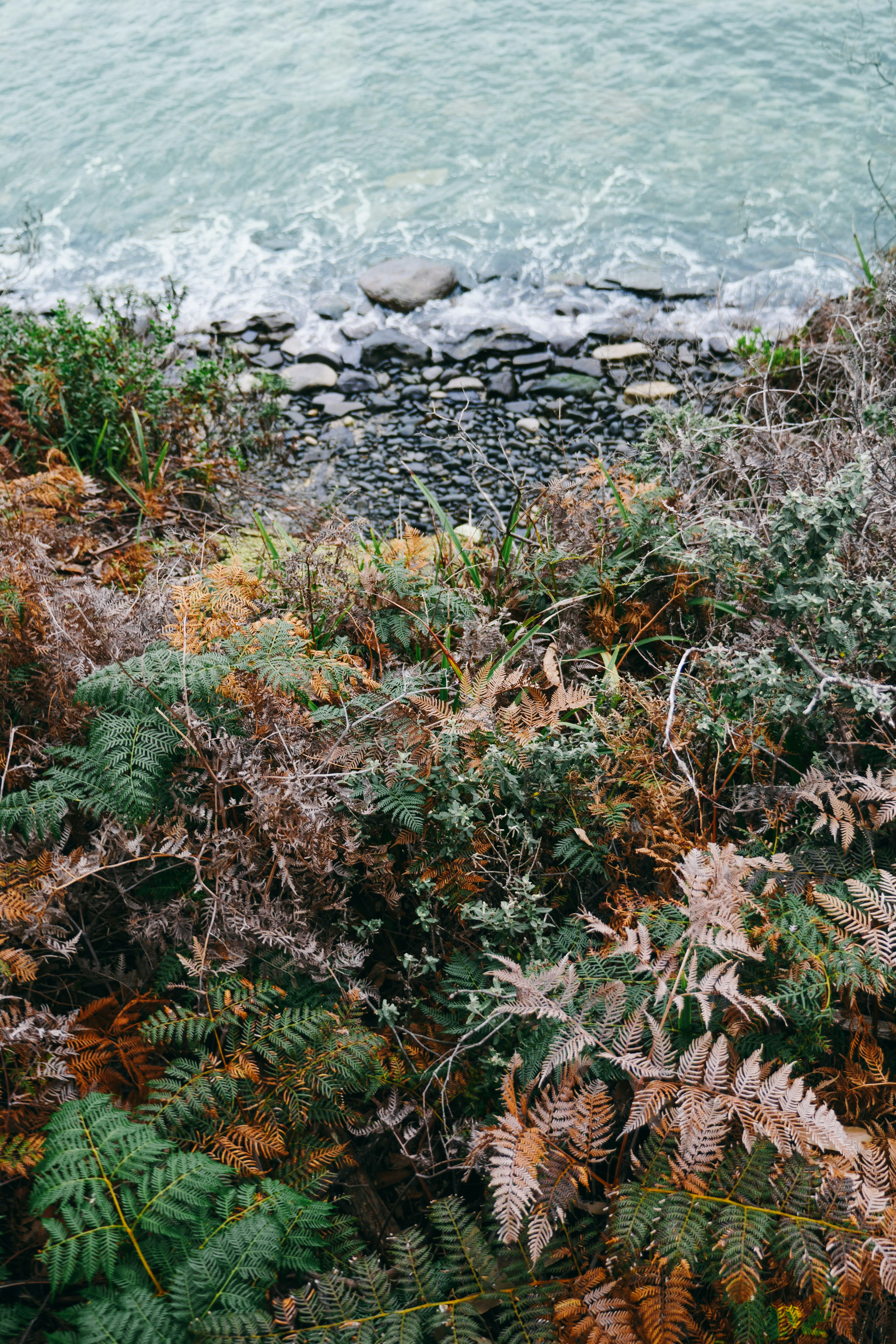 a rocky beach with plants and water