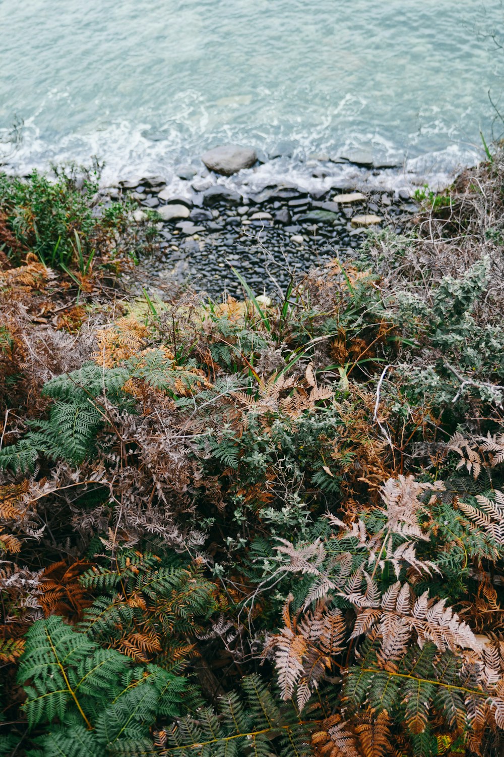a rocky beach with plants and water