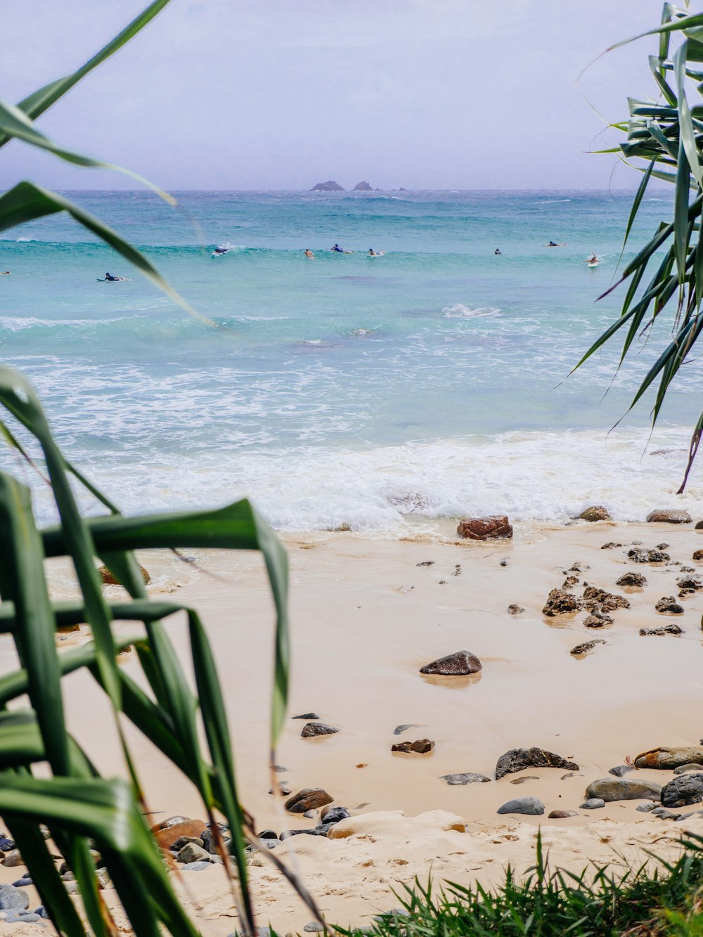 a beach with a bunch of palm trees and a body of water