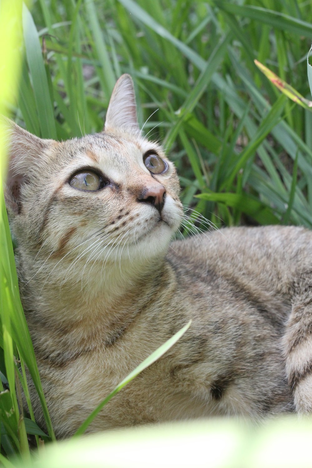 a cat lying in the grass