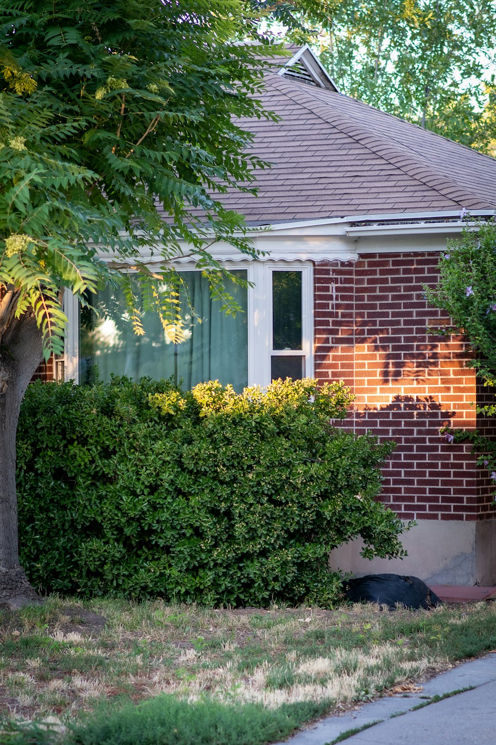 a house with a large bush in front of it