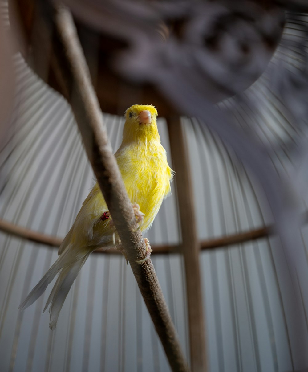 a yellow bird on a branch