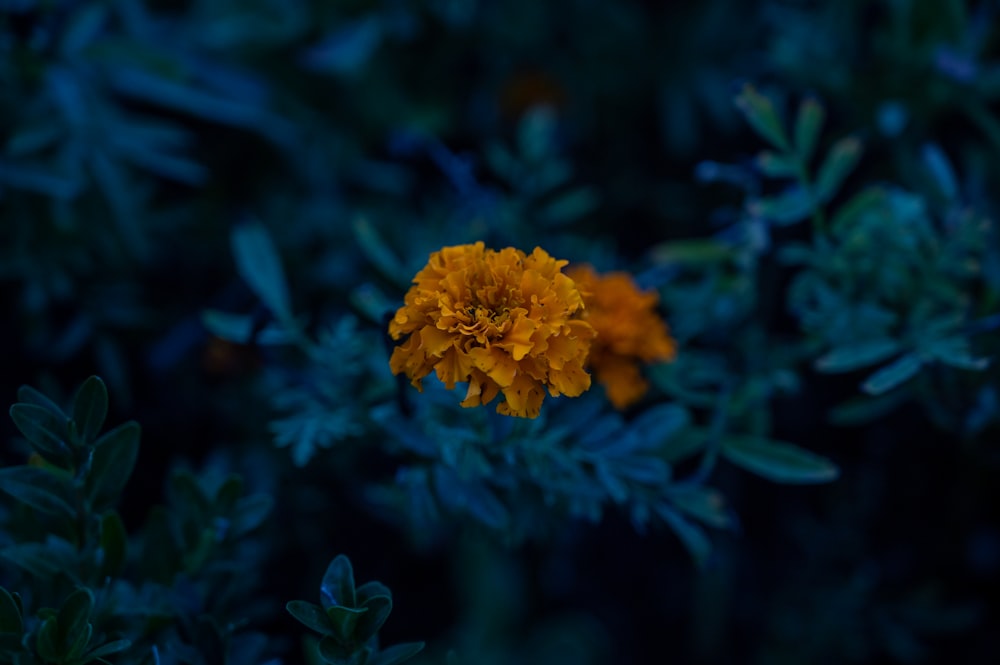 eine gelbe Blume, umgeben von grünen Blättern