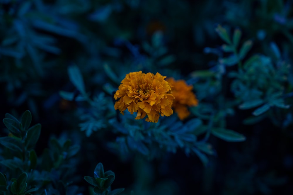 une fleur jaune entourée de feuilles vertes